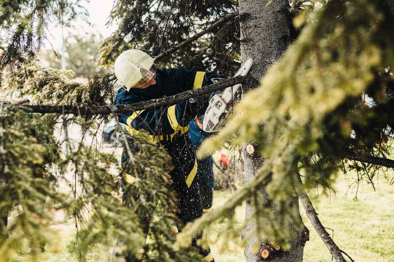 Best Tree Branch Trimming  in Buchanan, GA